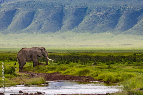 Photography Elephants in the Wild
