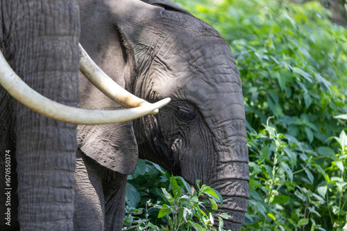 Photography Elephants in the Wild