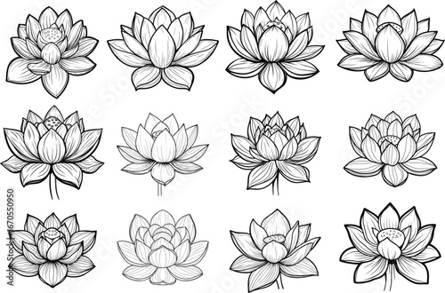 12 Lotus Collection, An enchanting assortment of delicate lotus blossoms gracefully displayed, offering a visual symphony of purity and serenity. Each bloom, a testament to elegance.