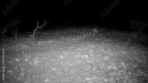 Coyote running across an opening in the woods at night in winter, crisscrossing the view