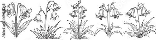 Vintage Botanical Bellflower Line Art, Elegant Bluebell Flower Sketch, Black and White Floral Vector Art.