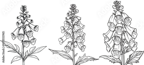 Hand-drawn Foxglove Flower Vector illustration Set for print design, packaging design,