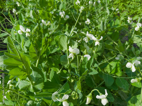 Young blooming pea on field in sunny day close-up