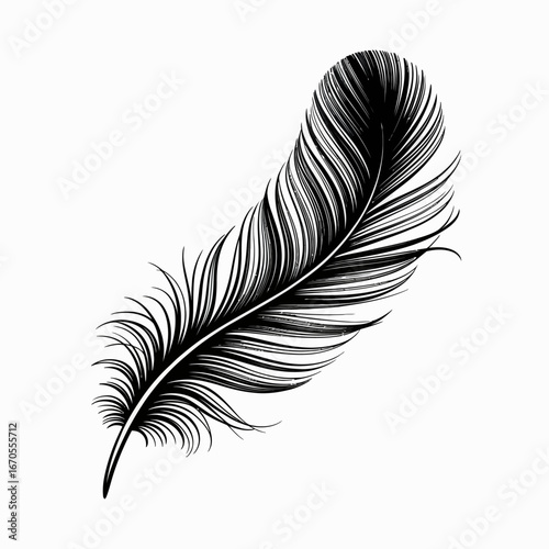 feather isolated on white background