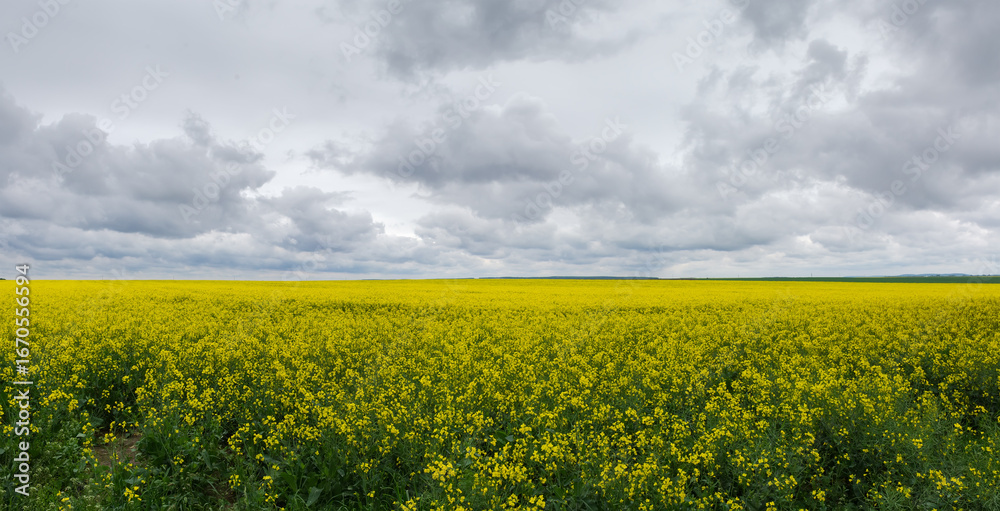 Obraz premium Panorama of the blooming rapeseed field against the cloudy sky