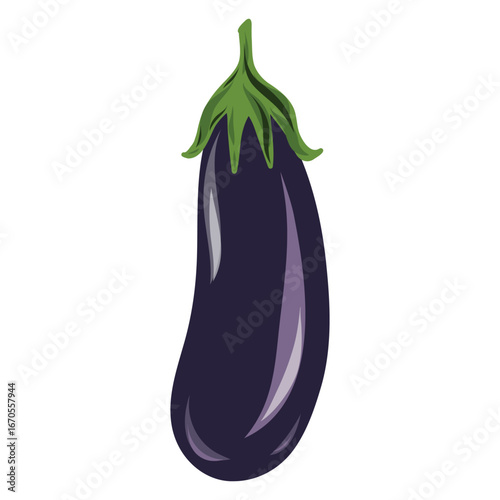 Eggplant illustration, long slender aubergine. Fresh eggplant vector artwork. Aubergine vegetable illustration