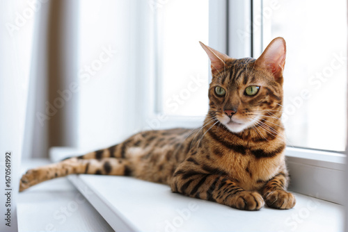 Wallpaper Mural Cute Bengal cat on window sill at home. Adorable pet Torontodigital.ca