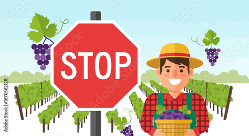 Stop Signs And Grape Harvesting In Vineyards With Cheerful Farmer