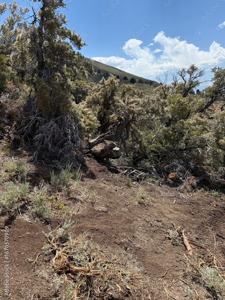 Fototapeta premium Sierra Nevada Mountain Views, BLM landscape,