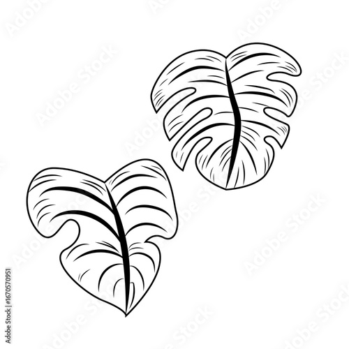 leaf taro