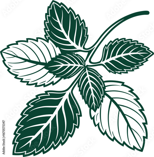 mint leaves branch illustration