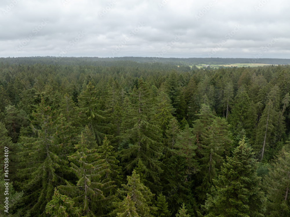 Obraz premium Aerial view of a dense evergreen forest canopy in Freudenstadt, Germany, showcasing the natural beauty of the black forest region
