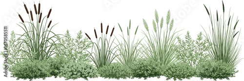 Lush collection of various green ornamental garden plants and reeds, creating a natural border or decorative element for landscaping and botanical design