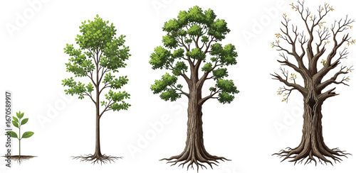 Illustration depicting tree growth stages from small sapling with roots to mature leafy tree and finally old, bare tree.