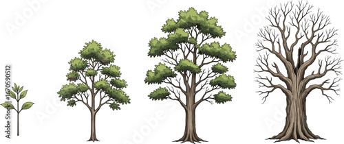 Illustration of tree growth stages from young seedling to mature leafy tree and finally to an old leafless tree.