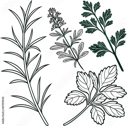kitchen herbs and spices vector illustration
