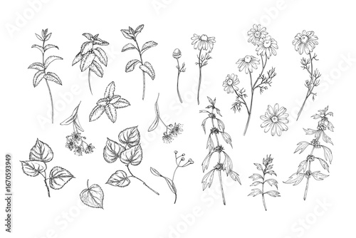Calming herbs set of vector illustrations hand drawn in ink. Graphic images of chamomile, mint, linden and motherwort. Elements for design of herbal tea and aromatic oils