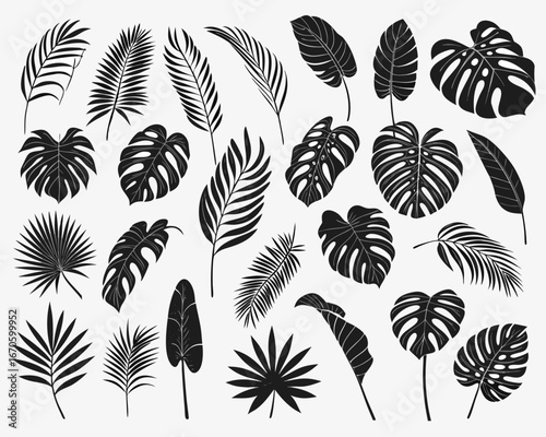 Collection of black tropical palm leaves and monstera leaves on white background