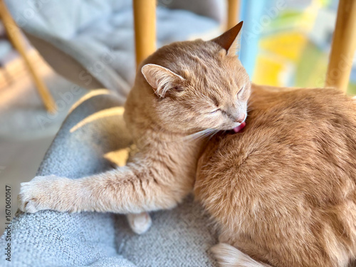 A ginger cat is contentedly grooming itself while resting on a soft surface. Sunlight streams in, creating a warm and inviting atmosphere