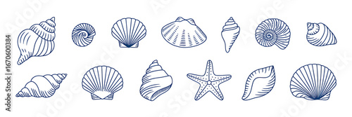 Collection of Hand Drawn Seashells and Starfish Marine Life Illustration Vector Art for Design and Decoration