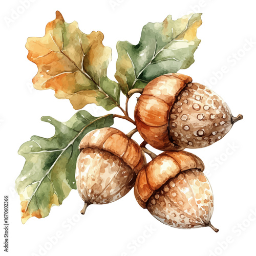 watercolor vector of Acorns, isolated on a white background.