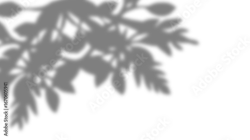 transparent overlay of the shadow of plants