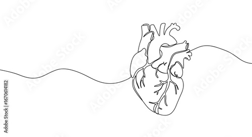 Anatomical heart diagram in minimal line art style  
