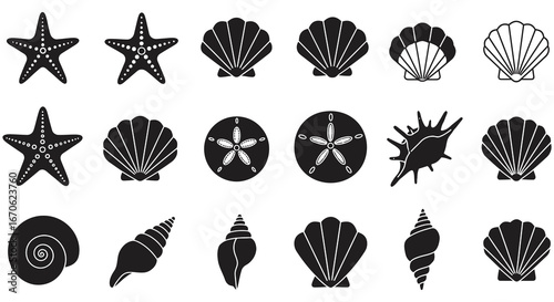 Collection of various seashells and starfish in black and white