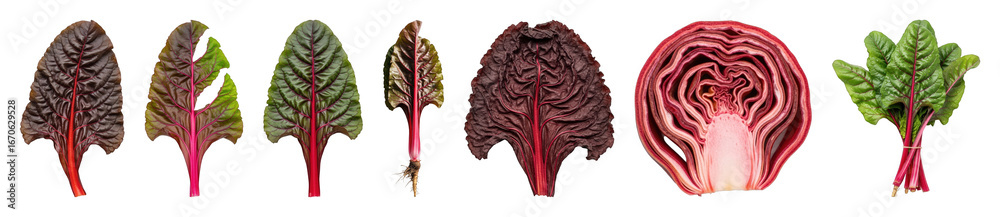 Obraz premium Swiss chard set including red leaves, green leaves, roots, cross-section, and tied bunch isolated. Fresh vegetable food collection.