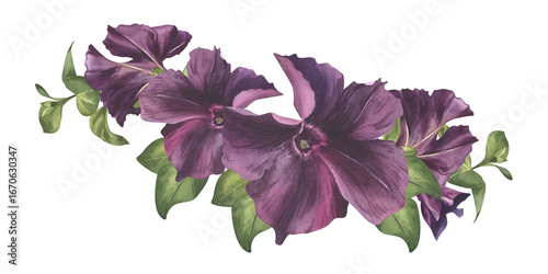 Purple flowers, buds and greenery watercolor illustration. Black petunia flower frame for spring card. Garden plant flower clip art for wedding invitation. Botanical illustration for floral design