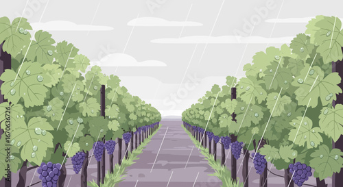 Vineyard Landscape With Rows of Grapevines in The Rain Illustration