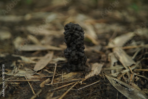 Soil texture baground image