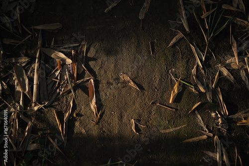 Soil texture baground image