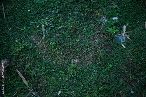 green grass on the ground,Soil texture baground image