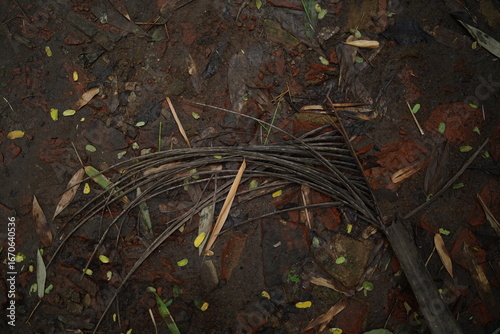 green moss on the ground,Soil texture baground image