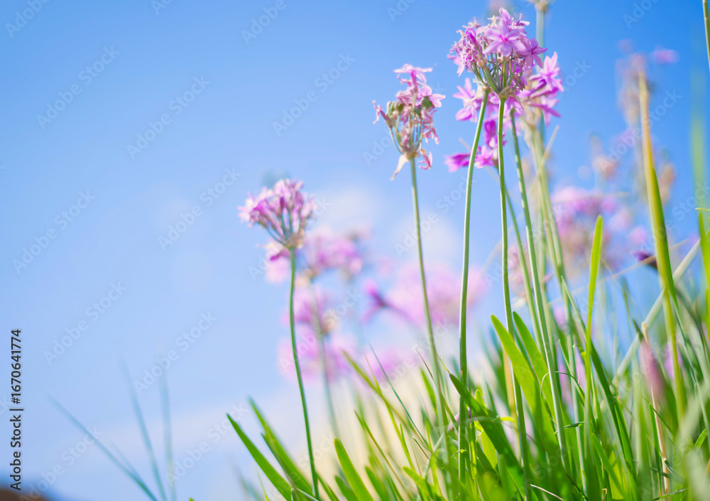 Fototapeta premium purple flowers in the grass