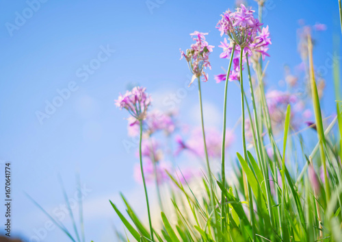 Fototapeta Naklejka Na Ścianę i Meble -  purple flowers in the grass