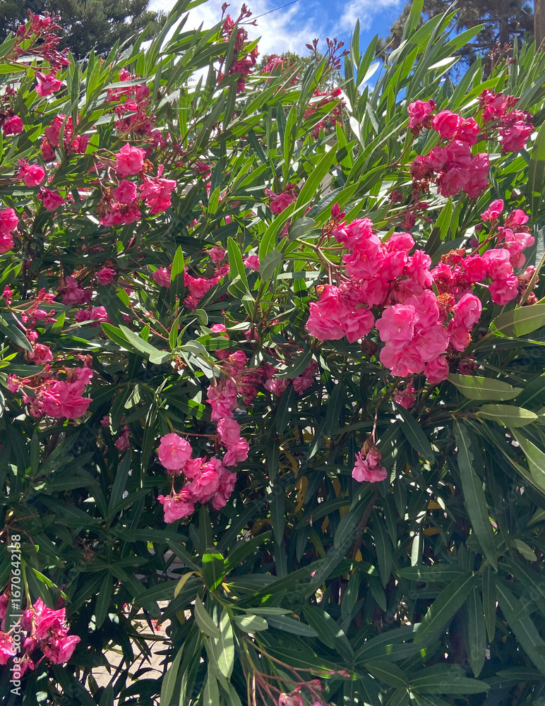 Fototapeta premium Blooming oleander(Oleander Nerium) with beautiful pink flowers in Tenerife,Canary Islands,Spain. Selective focus. 