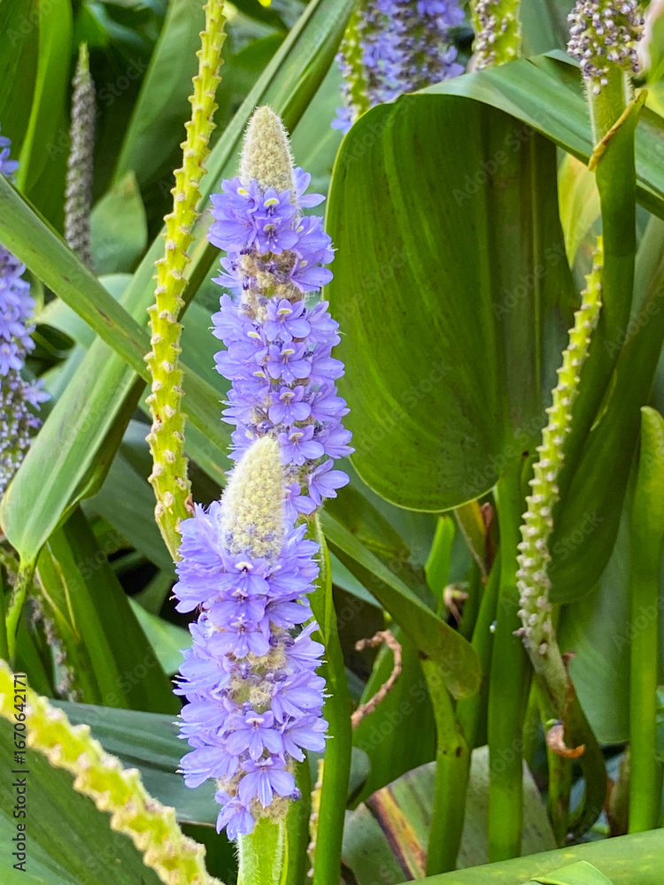 Obraz premium Pontederia cordata blue flowers or Pickerel weed in the garden of Tenerife,Canary Islands,Spain.