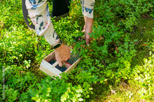 A berry picker collecting wild blueberries from forest shrubs