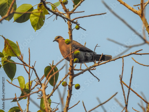 Red-eyed Dove in Bijilo Forest Park