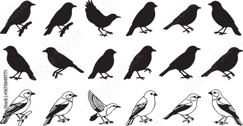 Collection of bird silhouettes and line drawings