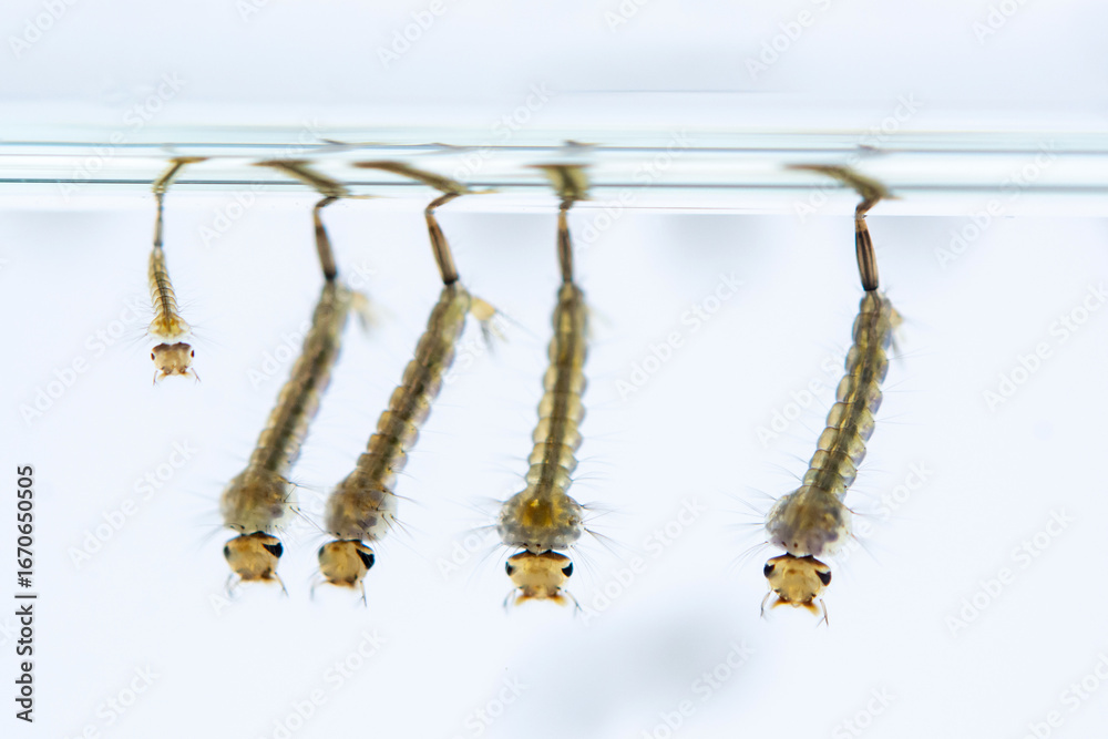 Naklejka premium Mosquito larvae hanging from water surface, showcasing their segmented bodies and bristles. image captures their aquatic environment
