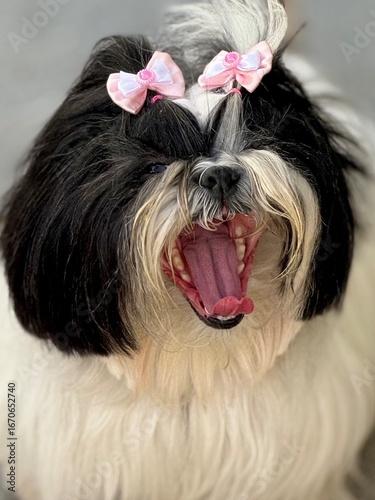 shih tzu dog