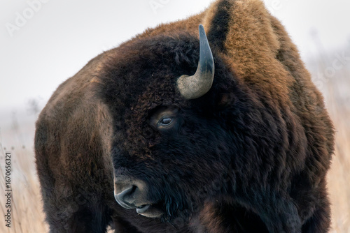 American Bison close-up