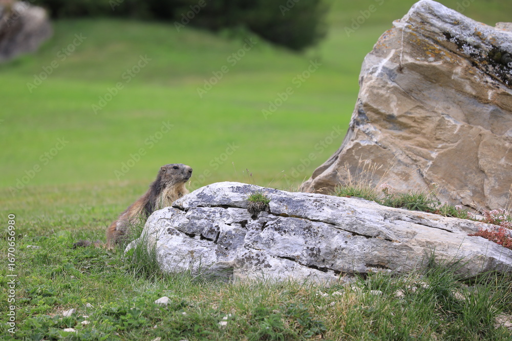 Fototapeta premium marmots in the field
