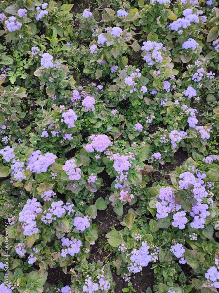 Obraz premium Summer flowers. Ageratum. Garden plants.