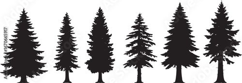 Silhouettes of various evergreen trees in a forest