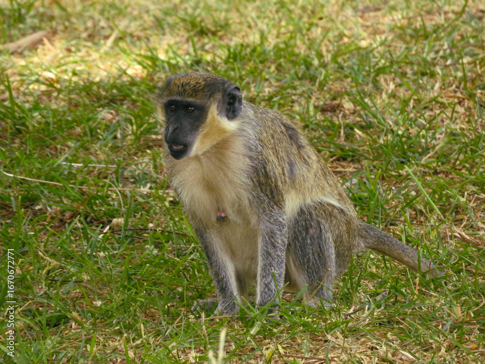 Obraz premium Female Green Monkey Surprised