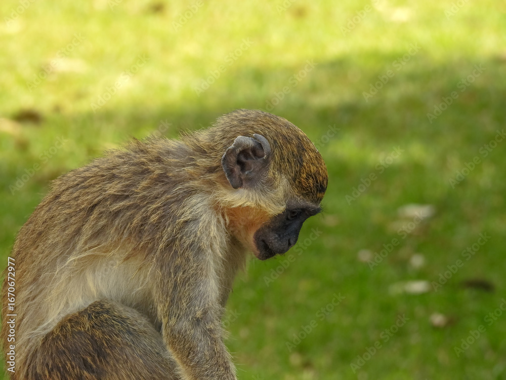 Fototapeta premium Juvenile Green Monkey Inspecting Ground